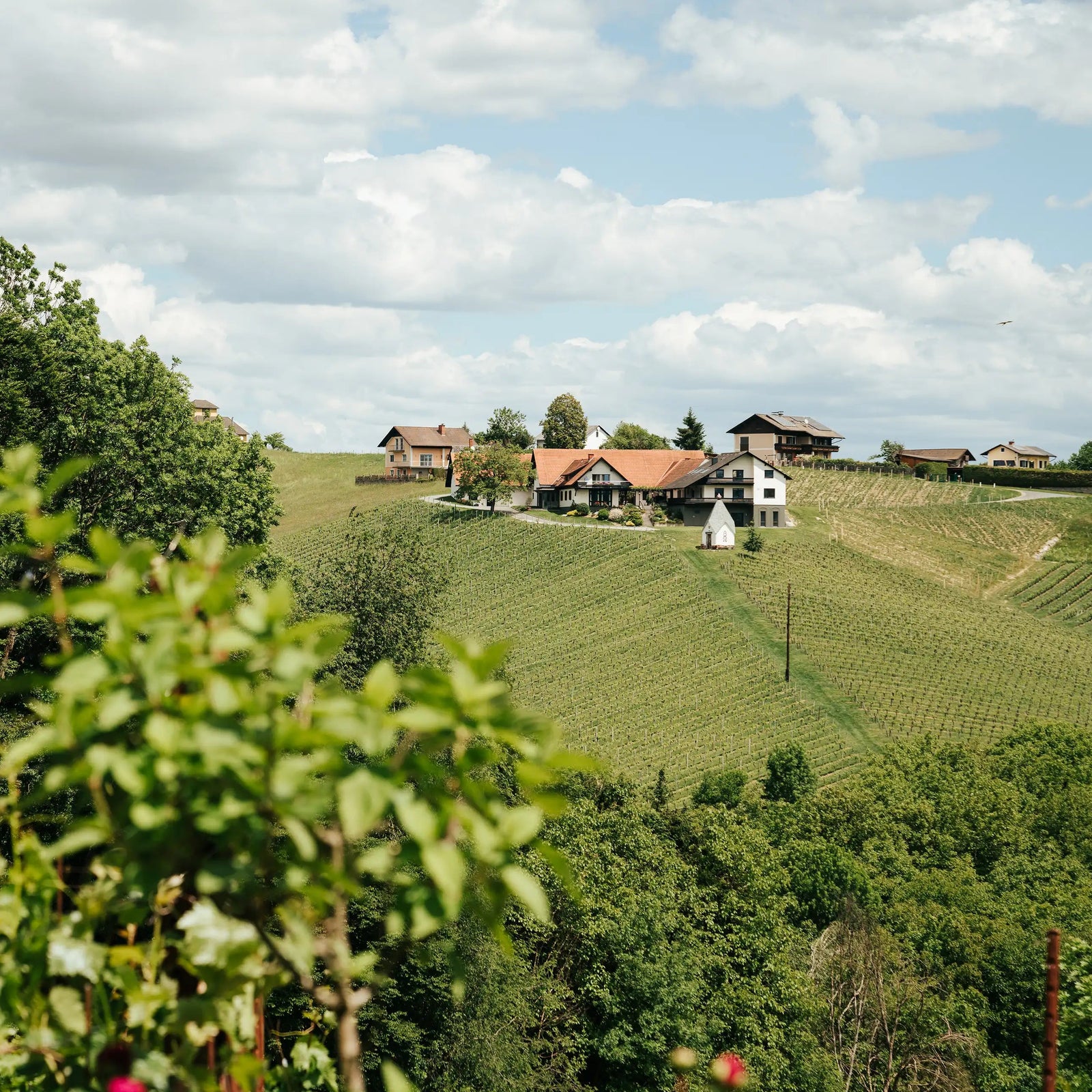 Das Weingut