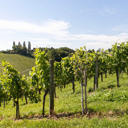 ROTWEIN