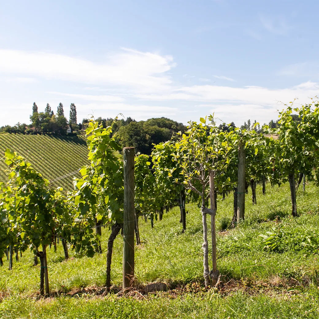 ROTWEIN